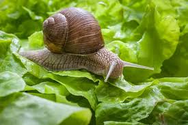 Snail Secretion Filtrate