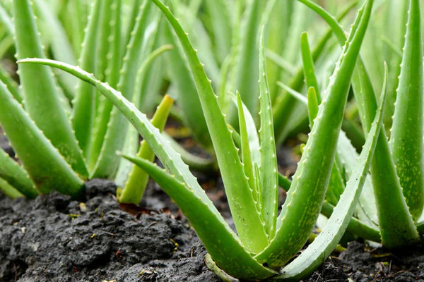 Aloe Vera