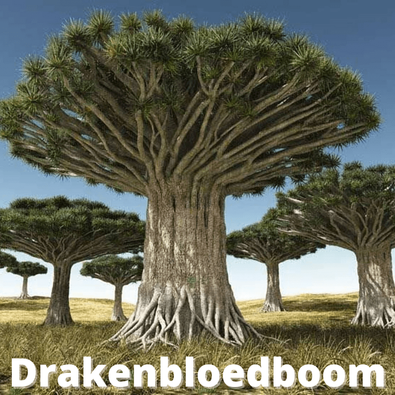 Nieuw!! Drakenbloed 50ML - slakkenwonder